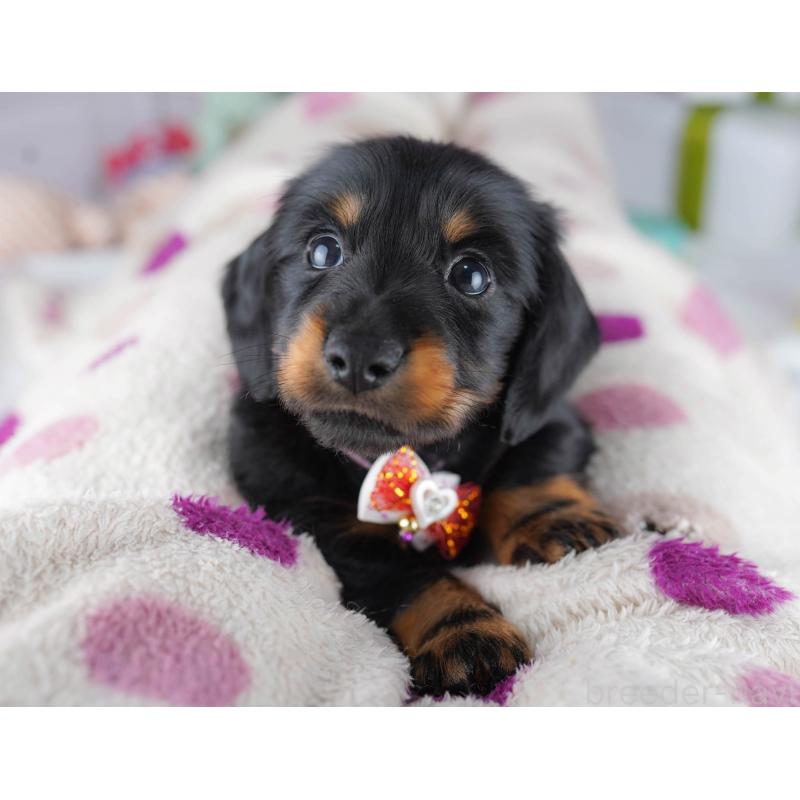 販売中の東京都のカニンヘンダックスフンド(ロングヘアード)-455919の2枚目