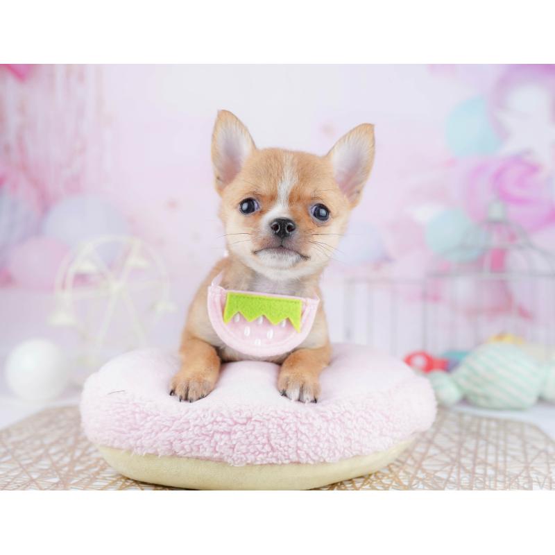 販売中の東京都のチワワ(スムースコート)-455923の10枚目