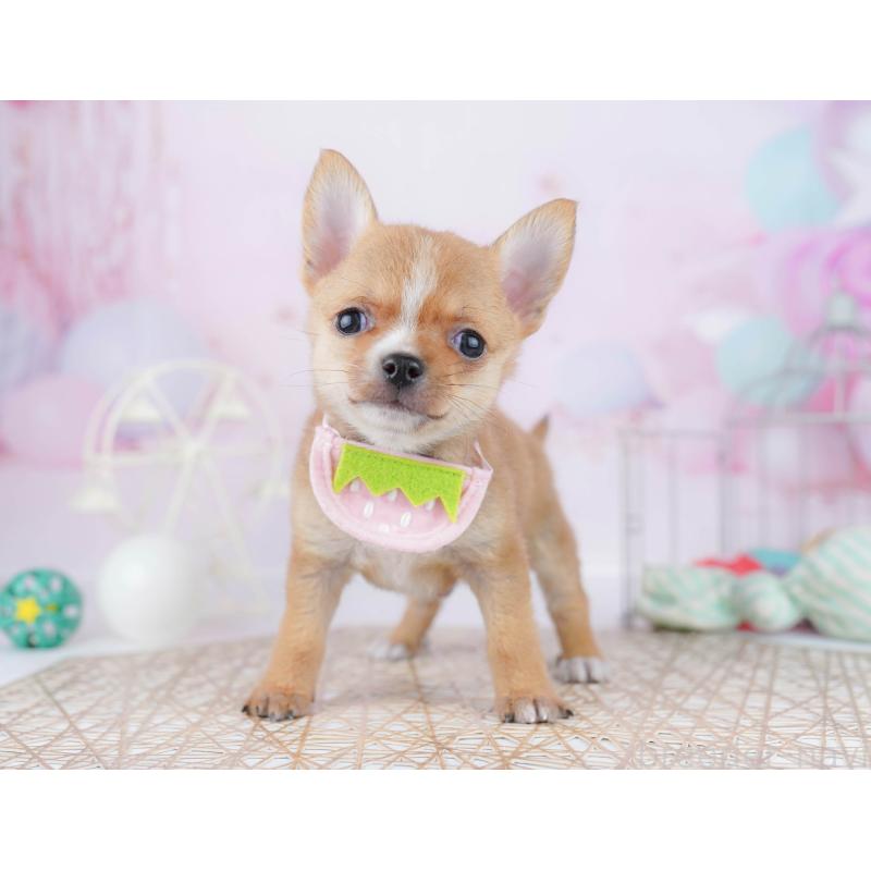 販売中の東京都のチワワ(スムースコート)-455923の9枚目