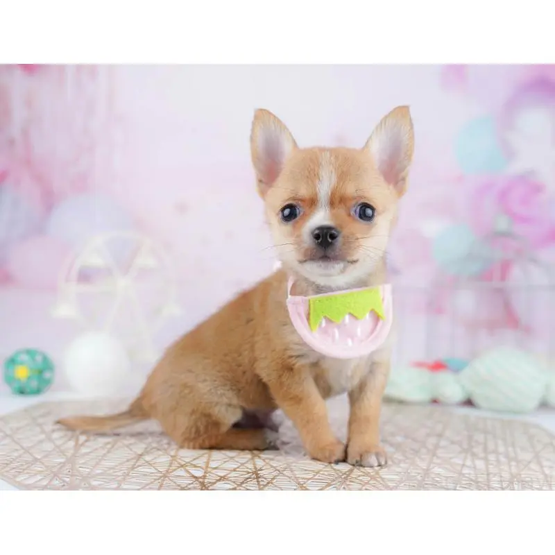 販売中の東京都のチワワ(スムースコート)-455923の6枚目