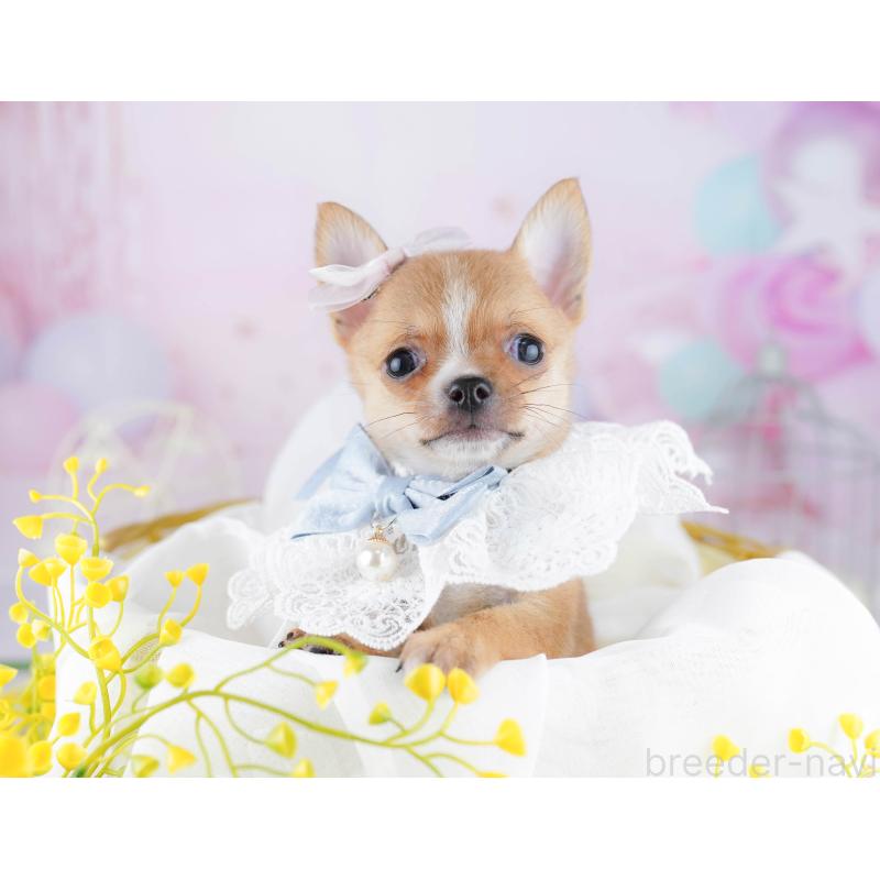 販売中の東京都のチワワ(スムースコート)-455923の5枚目