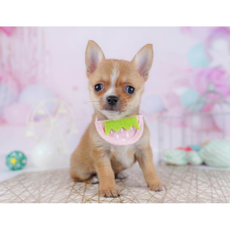 販売中の東京都のチワワ(スムースコート)-455923の2枚目