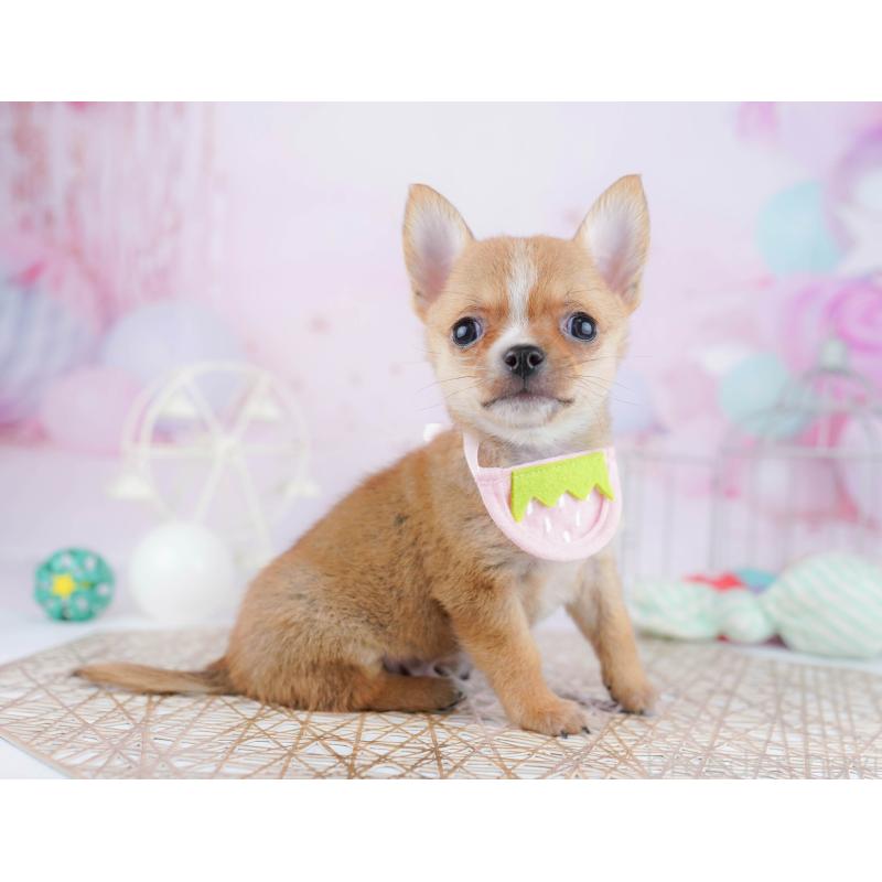 販売中の東京都のチワワ(スムースコート)-455923の3枚目