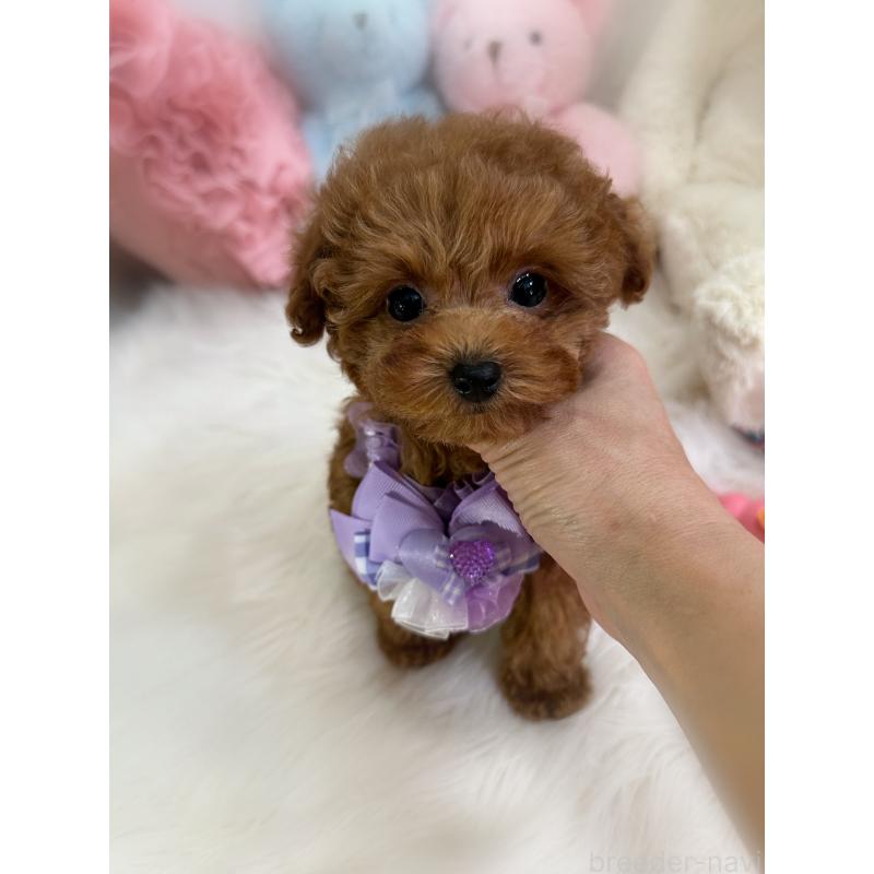 販売中の香川県のタイニープードル-446811の3枚目