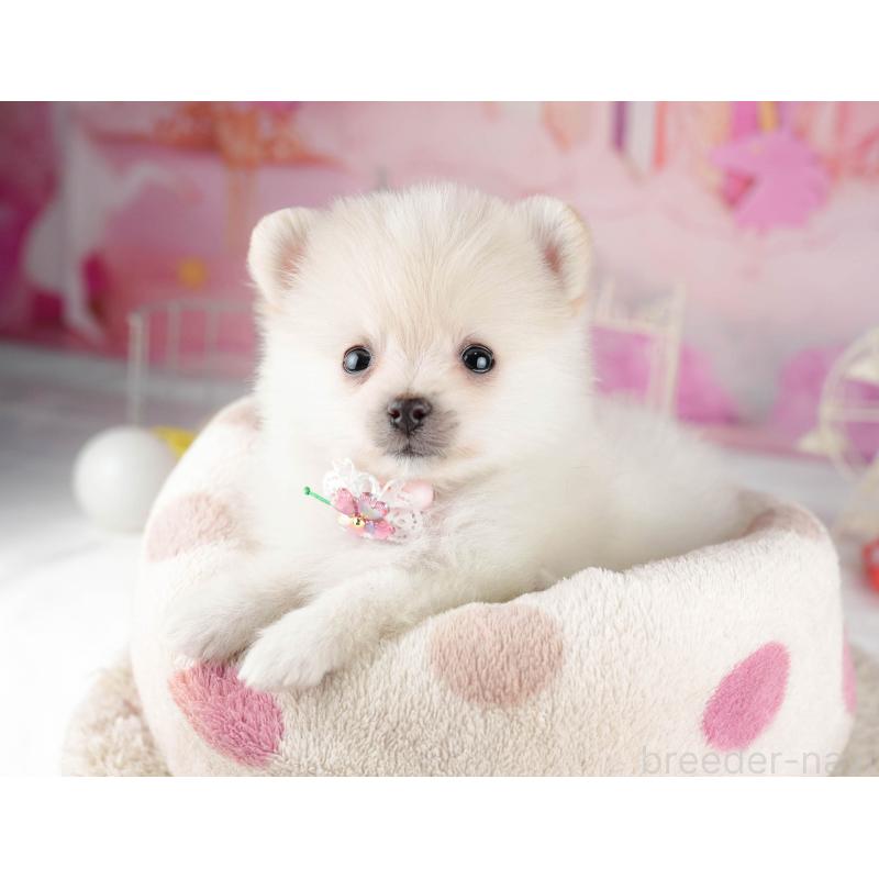 販売中の東京都のポメラニアン-455927の9枚目