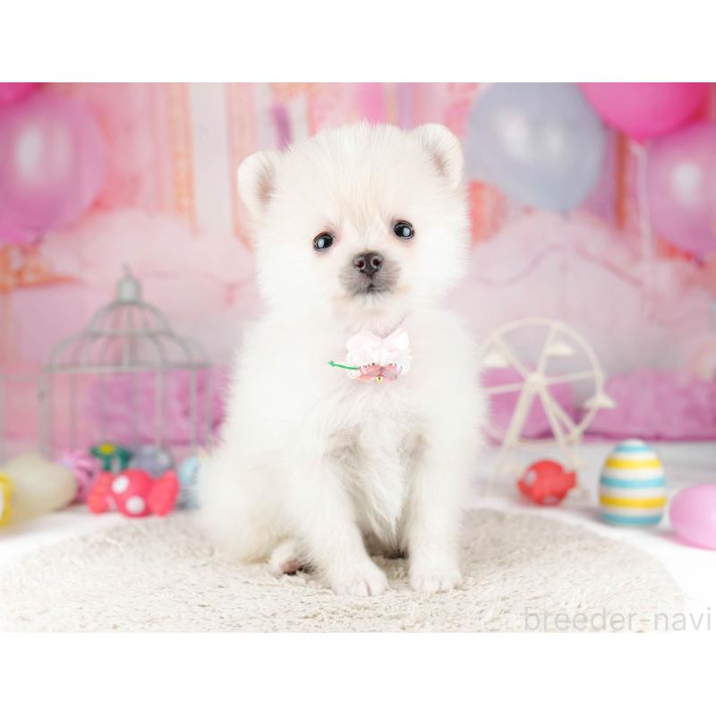 販売中の東京都のポメラニアン-455927の8枚目