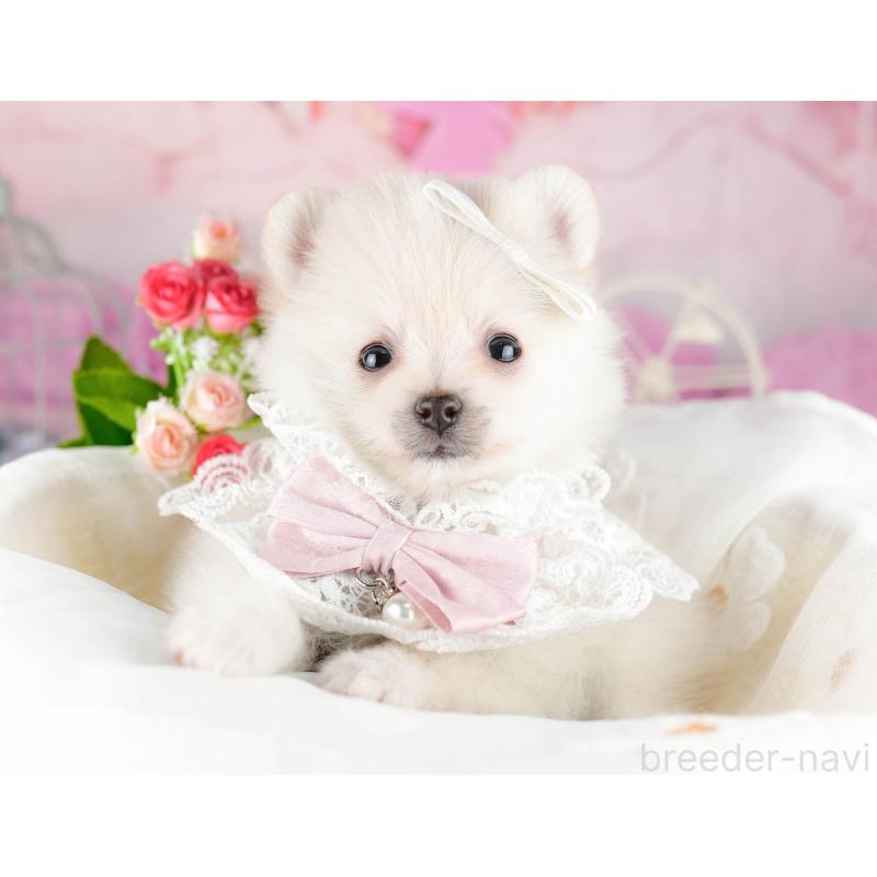 販売中の東京都のポメラニアン-455927の6枚目