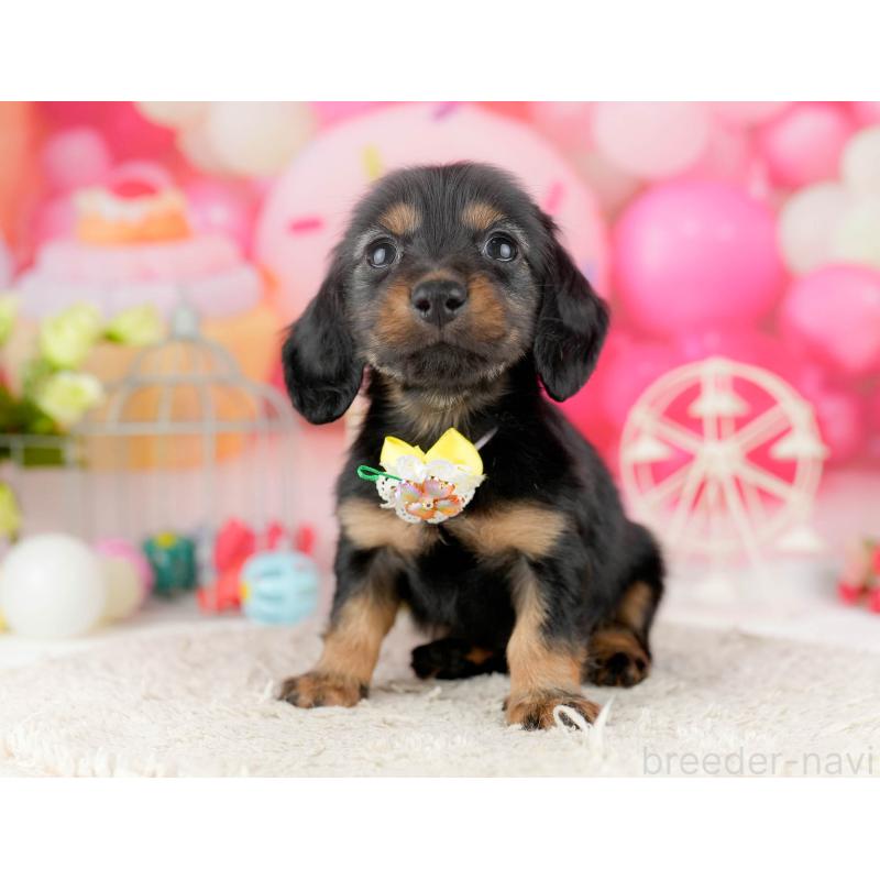 販売中の東京都のミニチュアダックスフンド(ロングヘアード)-455931の11枚目