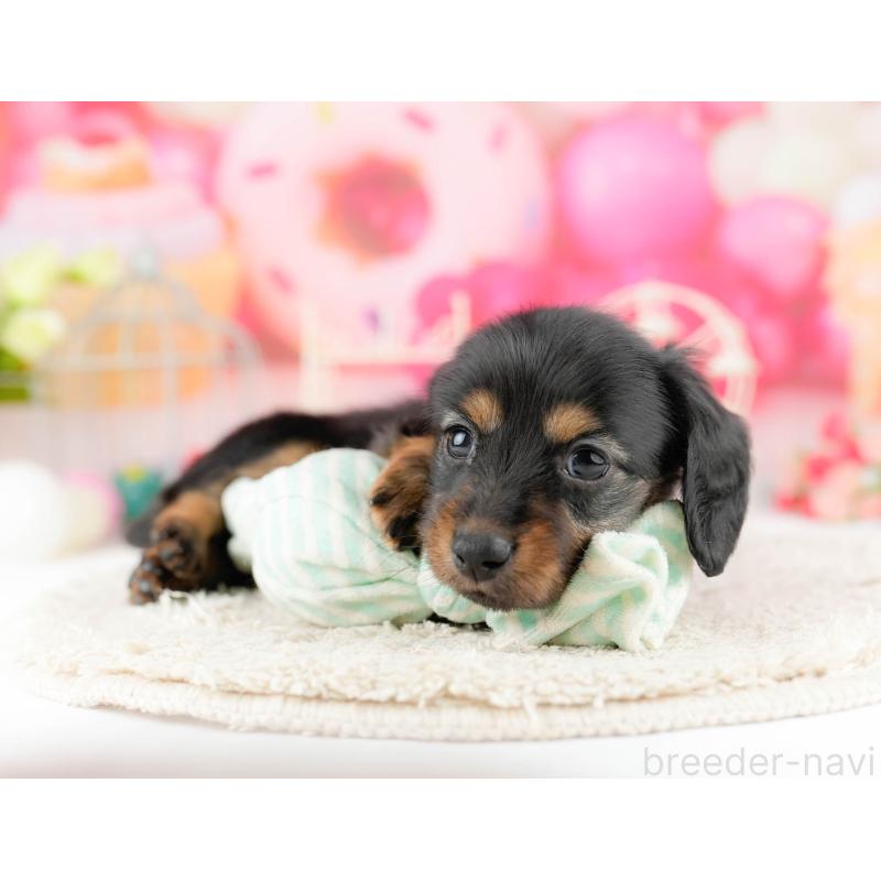 販売中の東京都のミニチュアダックスフンド(ロングヘアード)-455931の9枚目