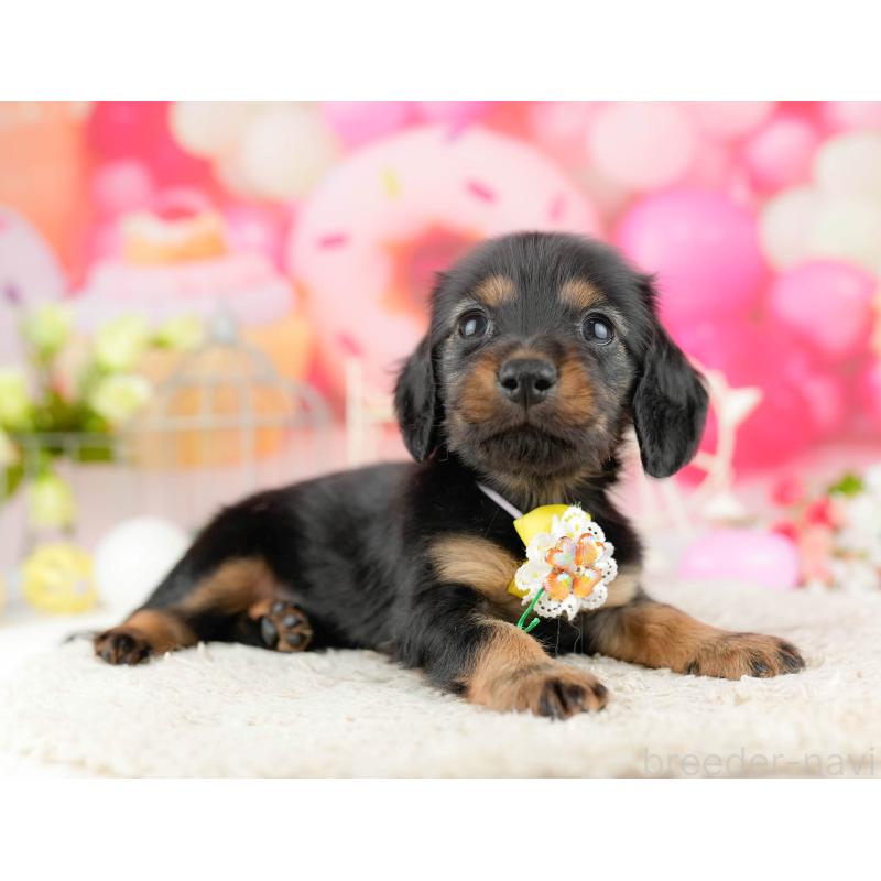 販売中の東京都のミニチュアダックスフンド(ロングヘアード)-455931の7枚目