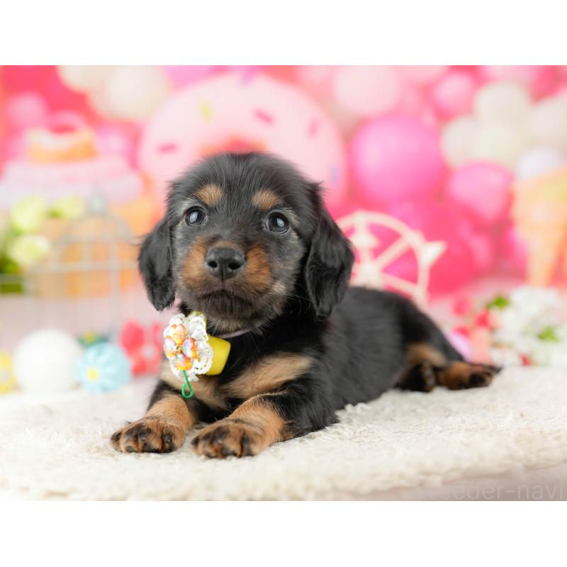 販売中の東京都のミニチュアダックスフンド(ロングヘアード)-455931の6枚目