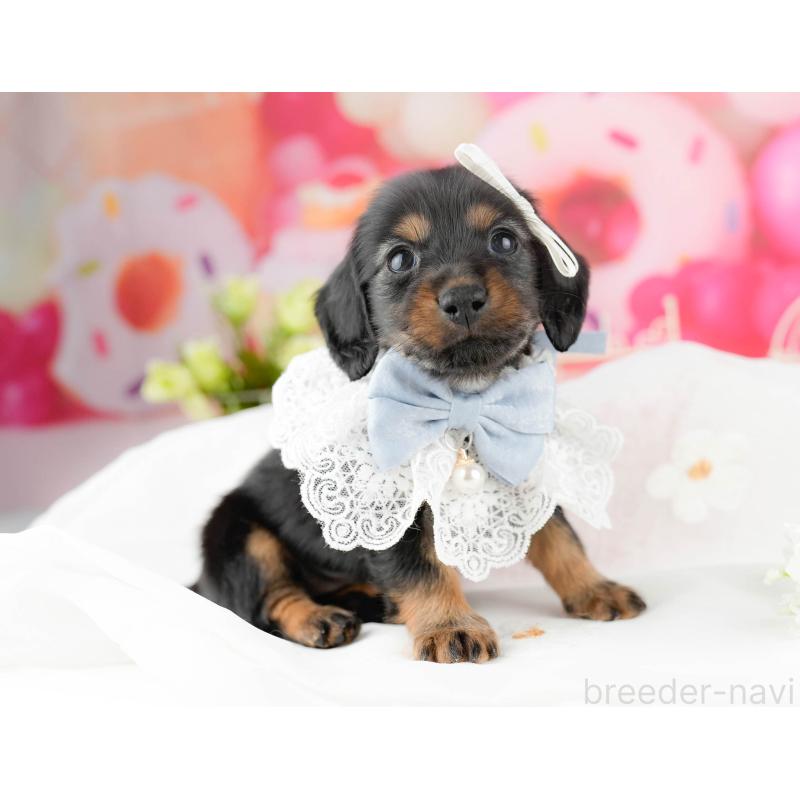 販売中の東京都のミニチュアダックスフンド(ロングヘアード)-455931の5枚目