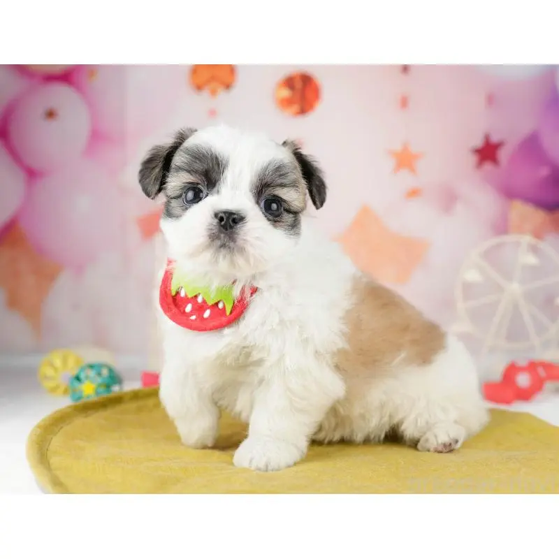 販売中の東京都のチワズー:チワワ×シーズー-455935の11枚目