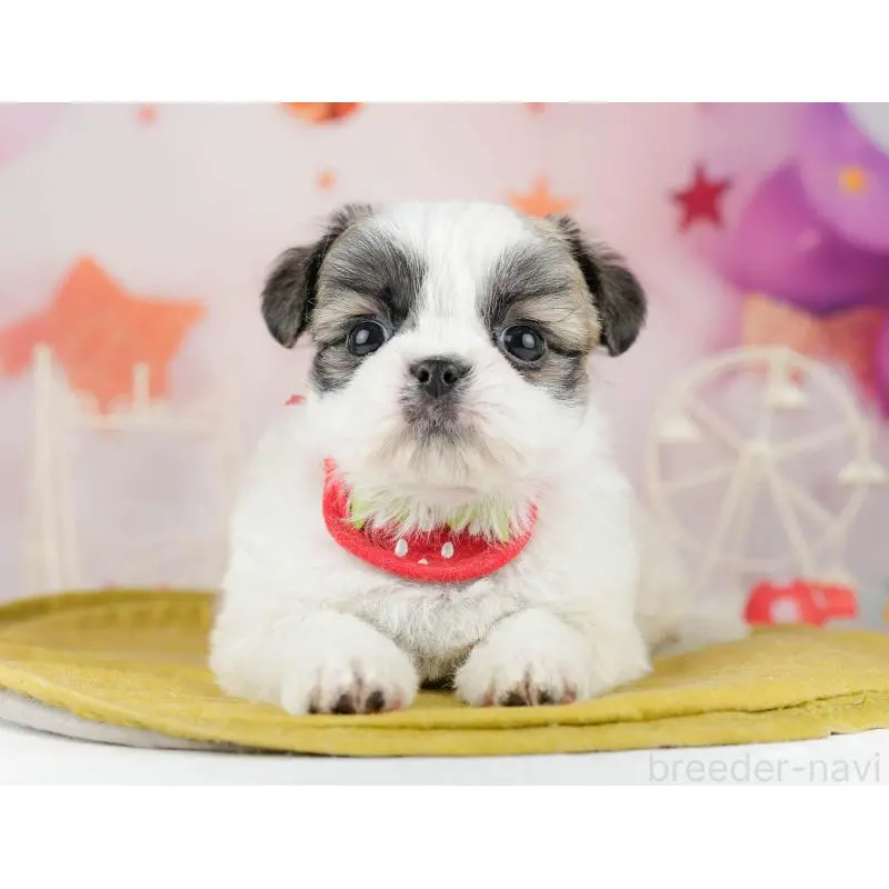 販売中の東京都のチワズー:チワワ×シーズー-455935の5枚目