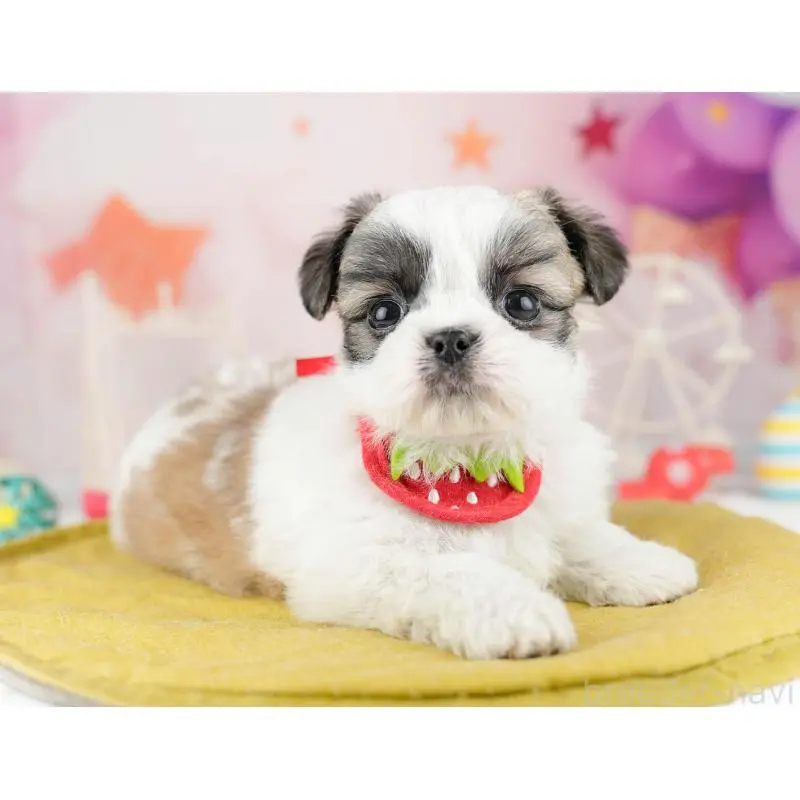 販売中の東京都のチワズー:チワワ×シーズー-455935の3枚目