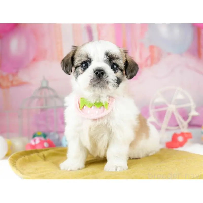 販売中の東京都のチワズー:チワワ×シーズー-455940の10枚目