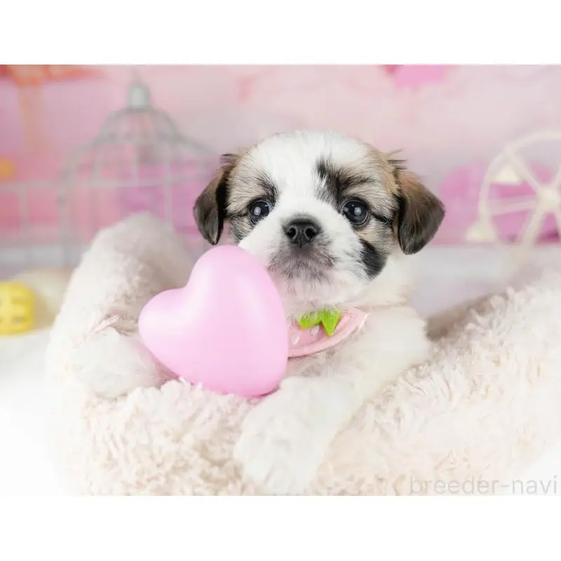 販売中の東京都のチワズー:チワワ×シーズー-455940の9枚目