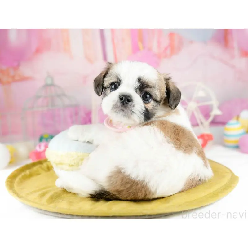 販売中の東京都のチワズー:チワワ×シーズー-455940の8枚目