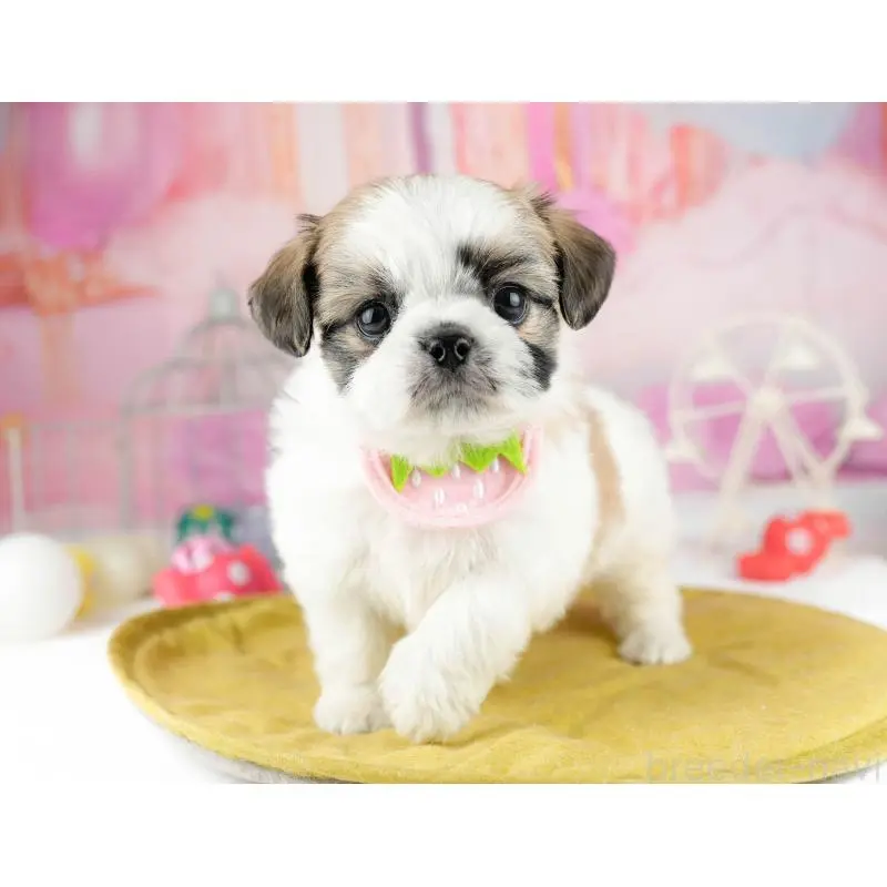 販売中の東京都のチワズー:チワワ×シーズー-455940の7枚目