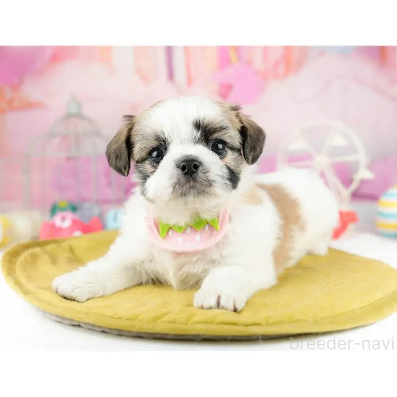 販売中の東京都のチワズー:チワワ×シーズー-455940の6枚目