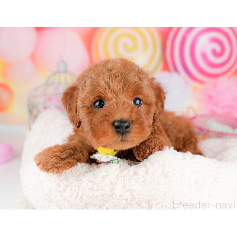 販売中の東京都のトイプードル-455926の6枚目