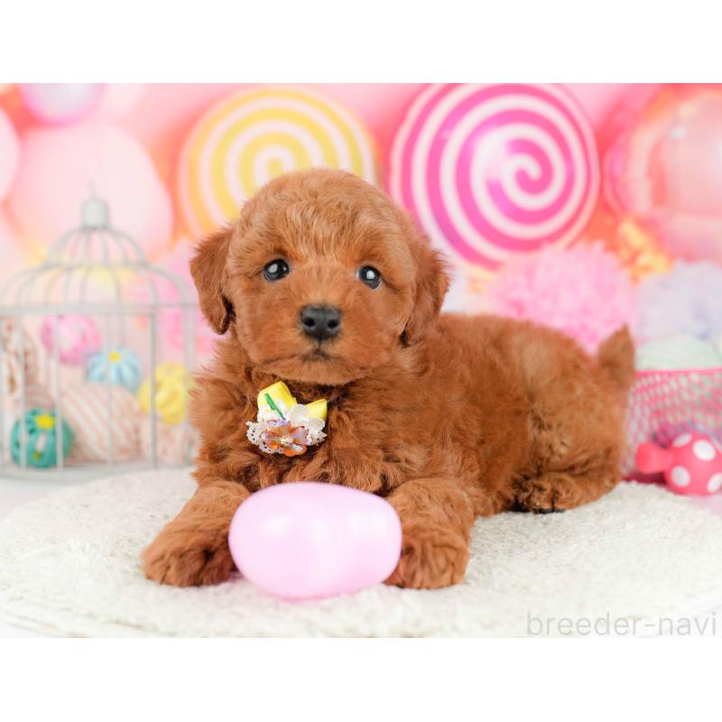 販売中の東京都のトイプードル-455926の5枚目