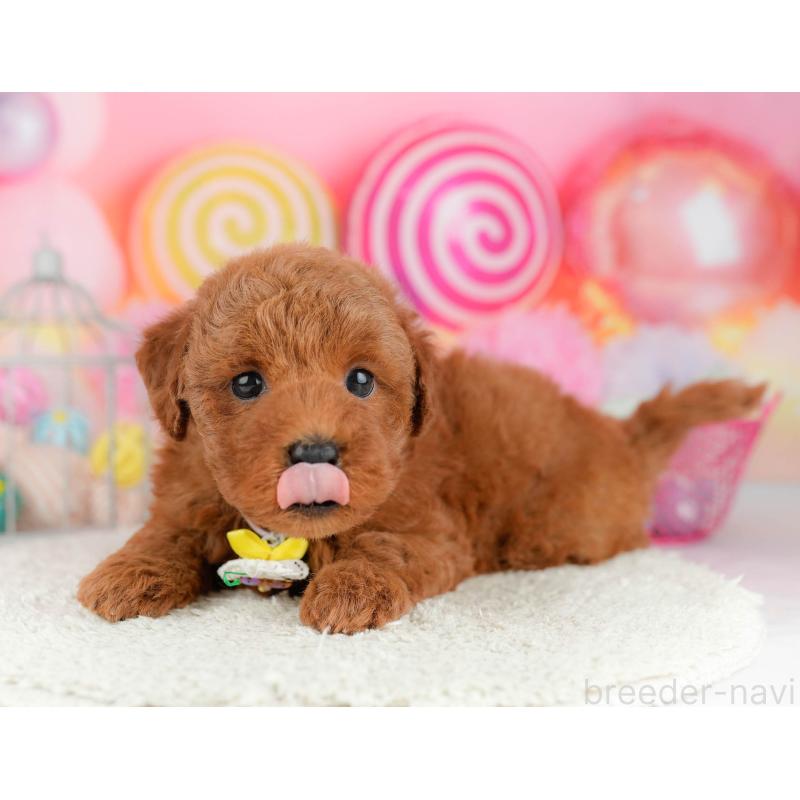 販売中の東京都のトイプードル-455926の4枚目