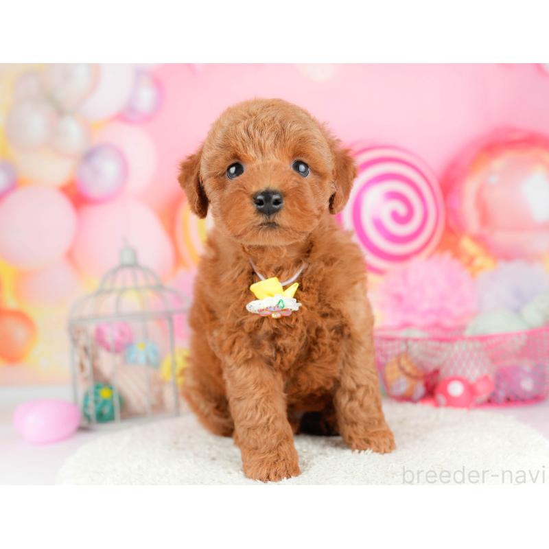 販売中の東京都のトイプードル-455926の3枚目