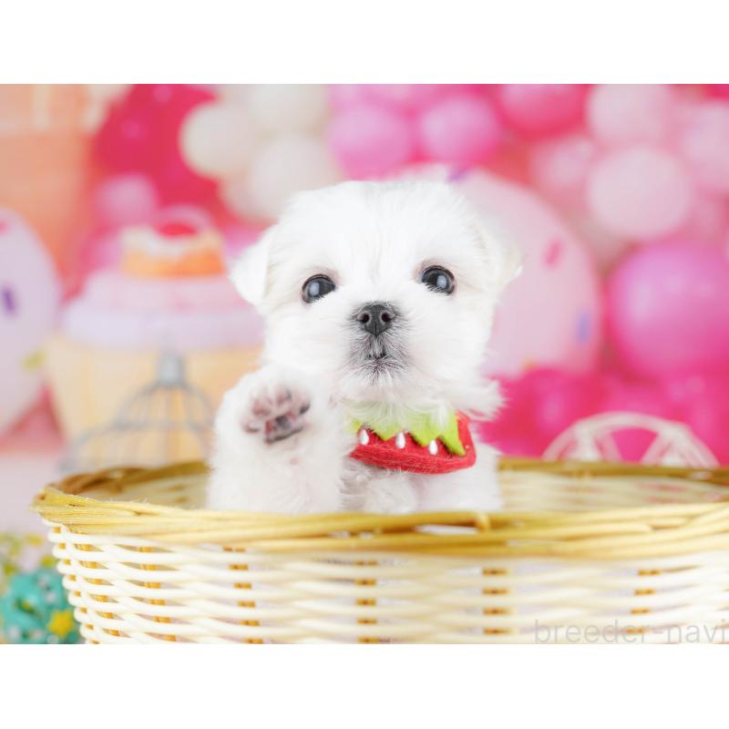 販売中の東京都のマルチーズ-455918の11枚目