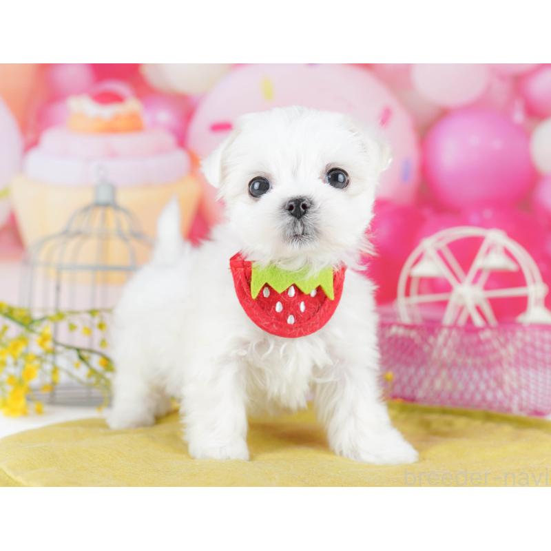 販売中の東京都のマルチーズ-455918の10枚目