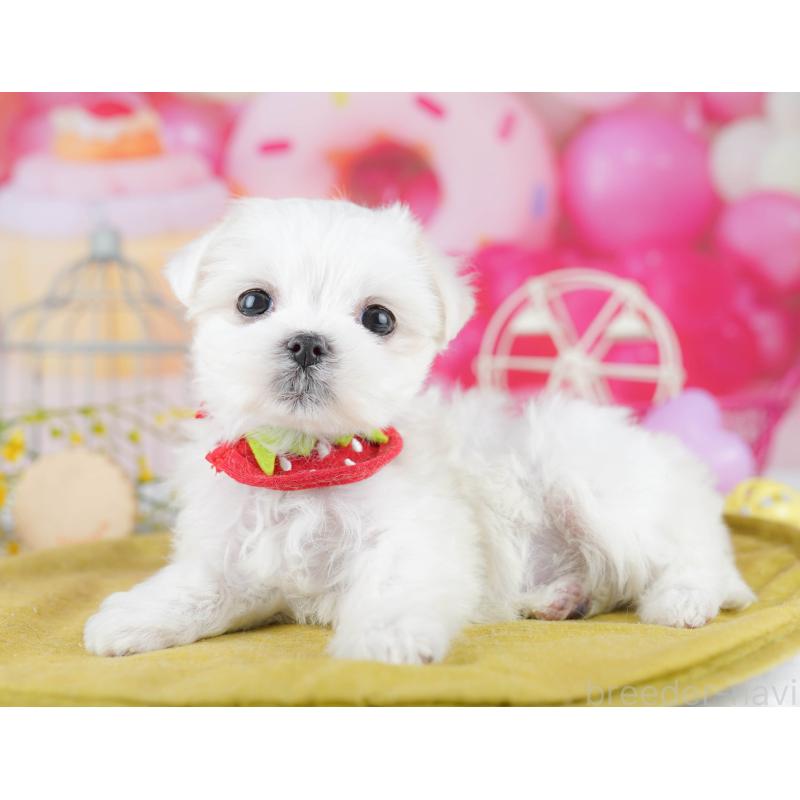 販売中の東京都のマルチーズ-455918の9枚目