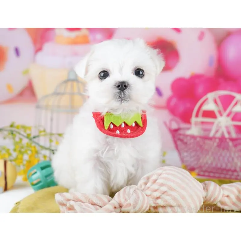 販売中の東京都のマルチーズ-455918の8枚目