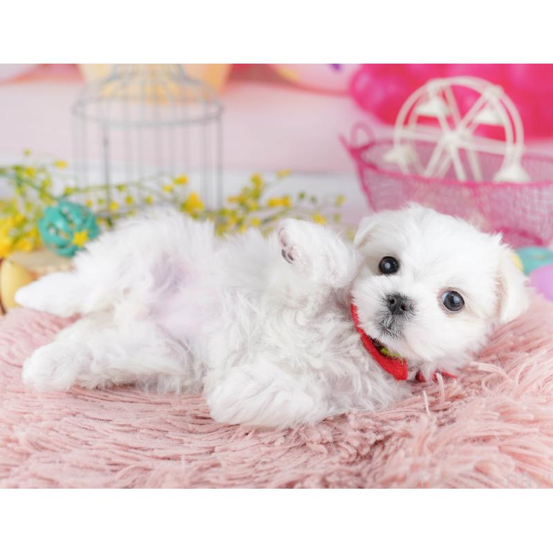 販売中の東京都のマルチーズ-455918の7枚目