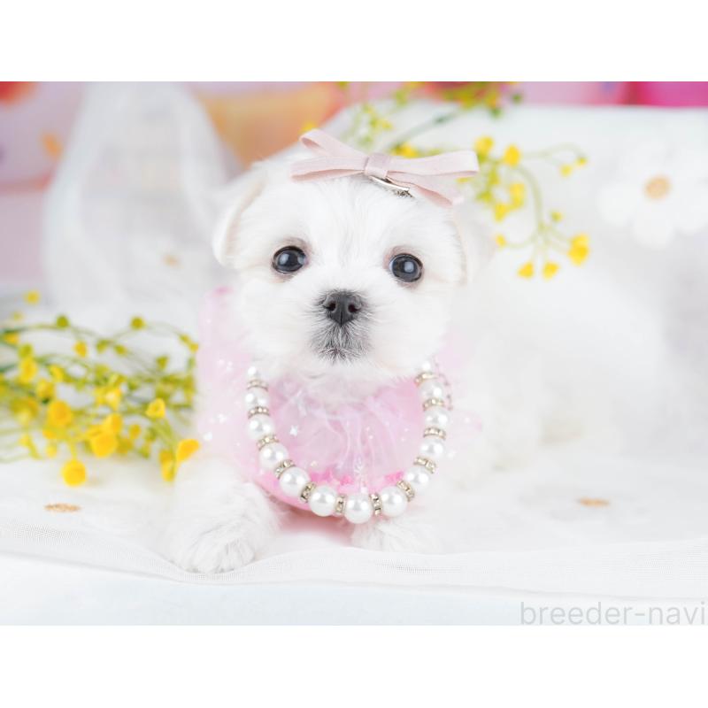 販売中の東京都のマルチーズ-455918の5枚目