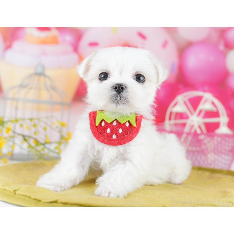 販売中の東京都のマルチーズ-455918の6枚目