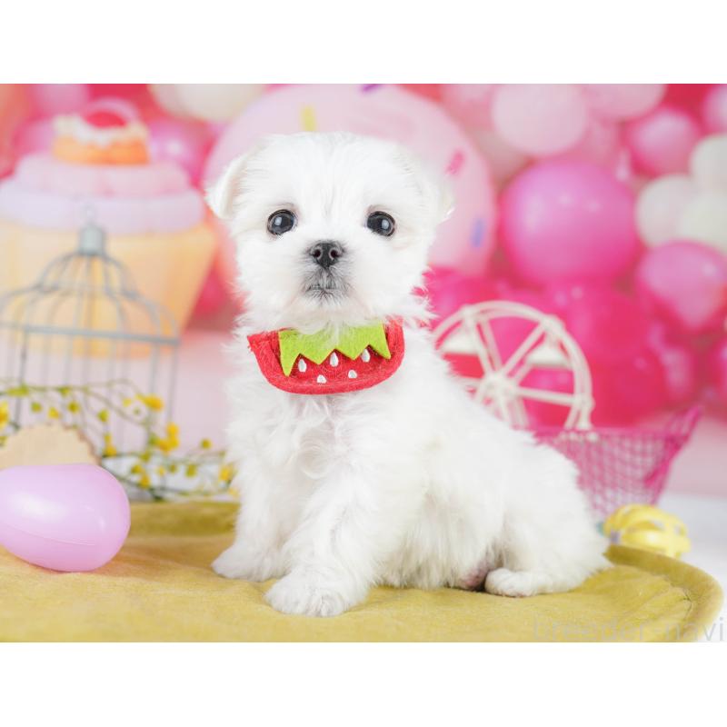 販売中の東京都のマルチーズ-455918の4枚目