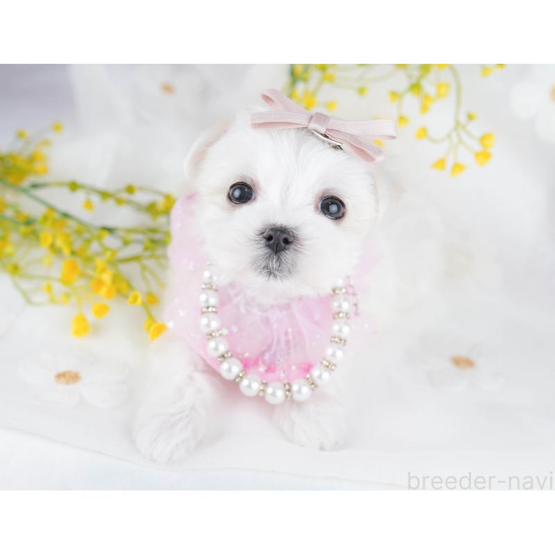 販売中の東京都のマルチーズ-455918の3枚目