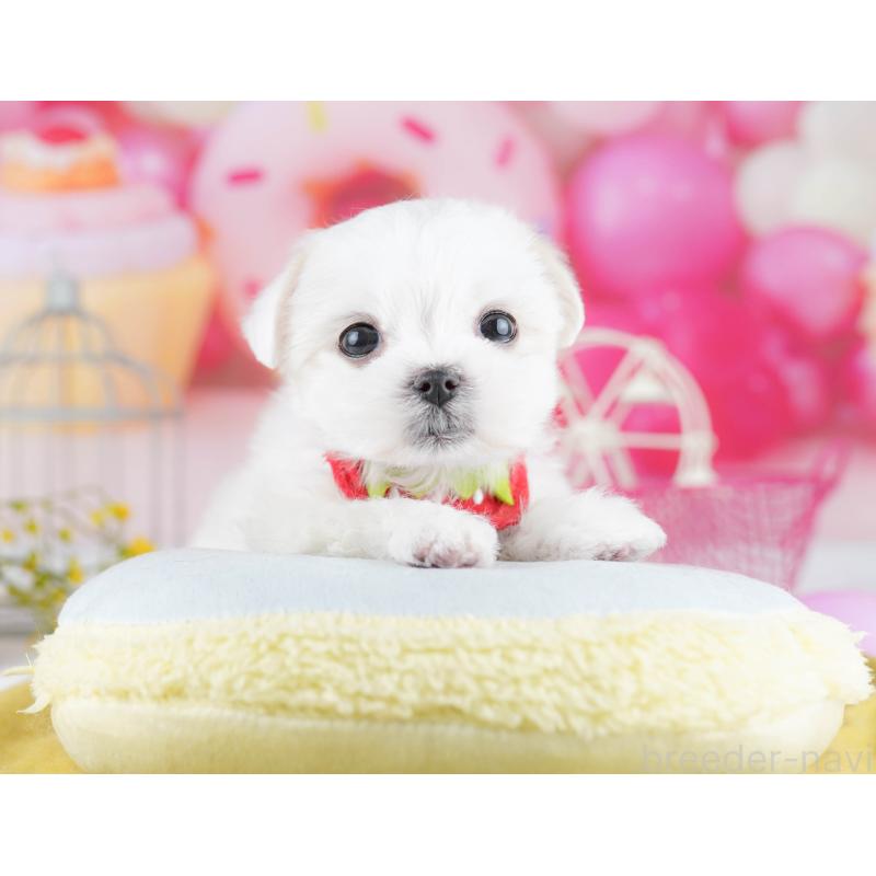 販売中の東京都のマルチーズ-455918の2枚目