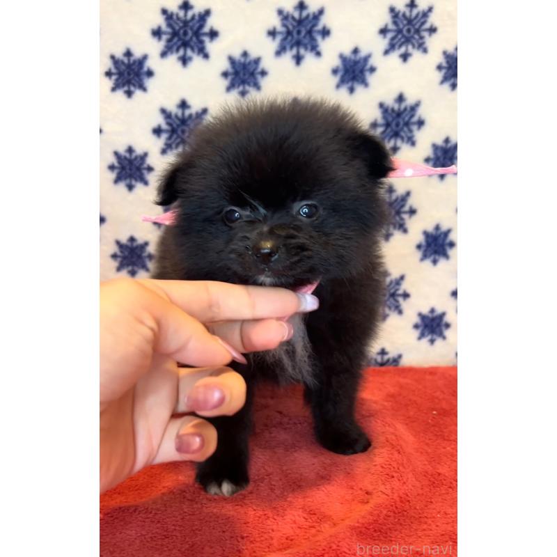 販売中の茨城県のポメラニアン-455616の5枚目