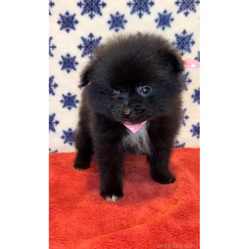 販売中の茨城県のポメラニアン-455616の4枚目