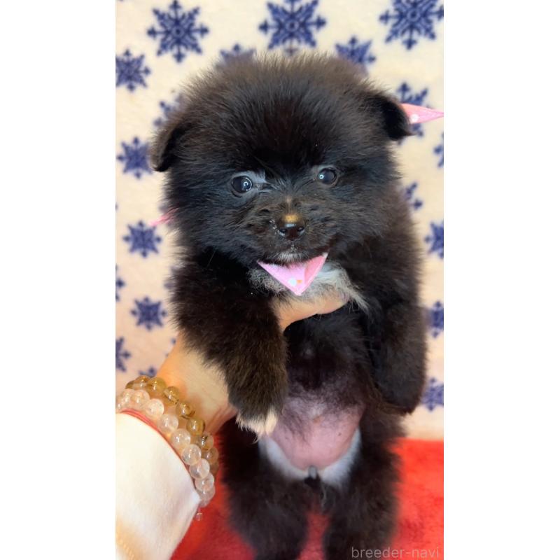 販売中の茨城県のポメラニアン-455616の3枚目