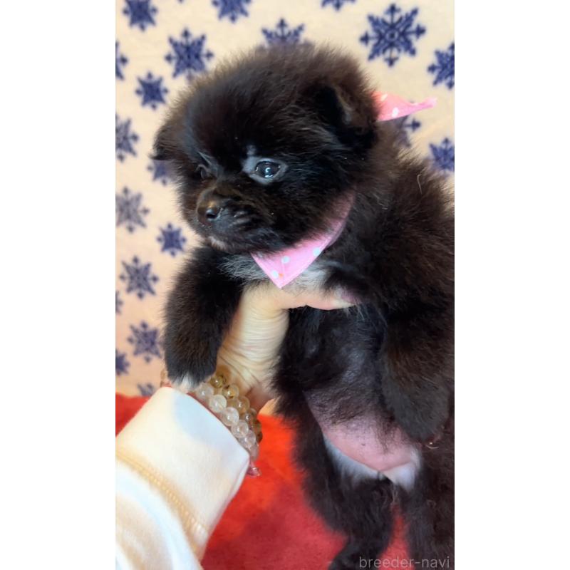 販売中の茨城県のポメラニアン-455616の2枚目