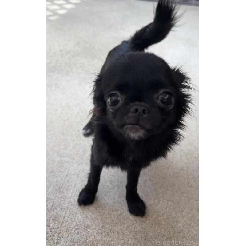 販売中の広島県のチワワ(ロングコート)-448285