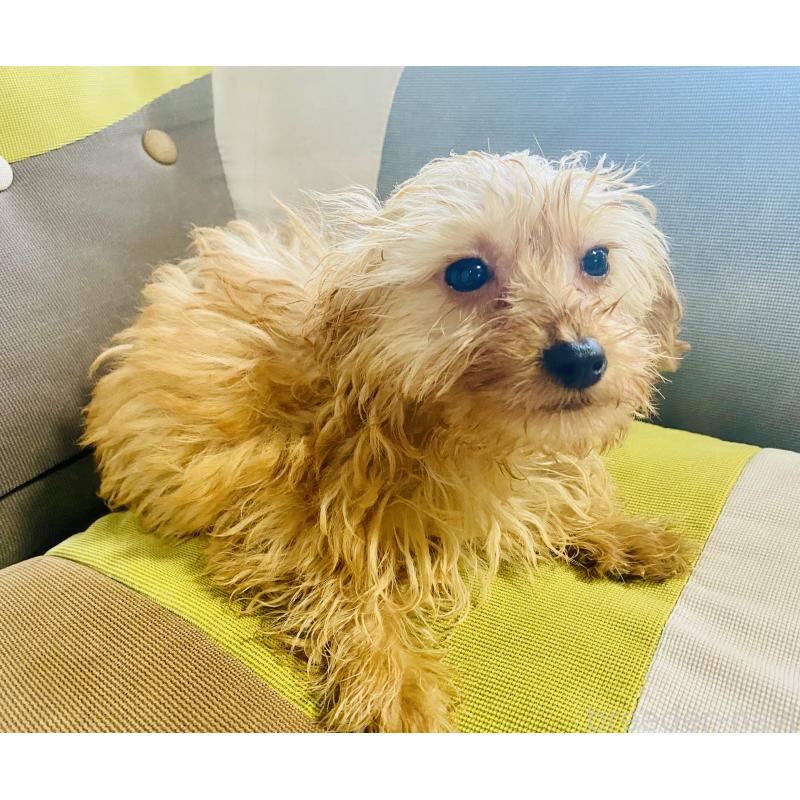 販売中の静岡県のチワプー:チワワ×トイプードル-455614の2枚目