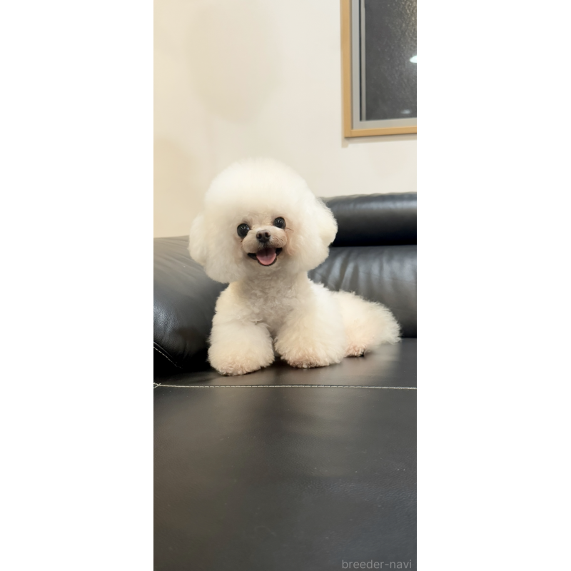 販売中の茨城県のビションフリーゼ-455620の9枚目