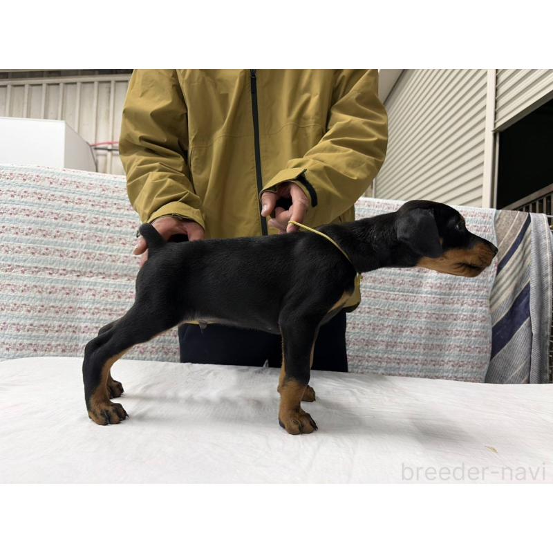 販売中の大阪府のドーベルマン-455618の5枚目