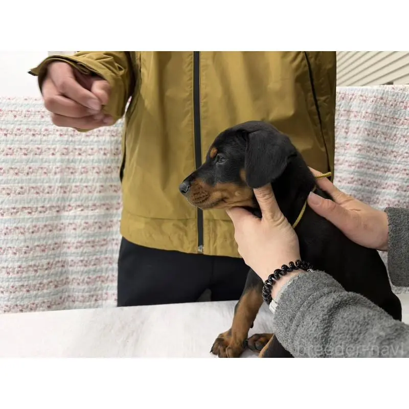 販売中の大阪府のドーベルマン-455618の4枚目