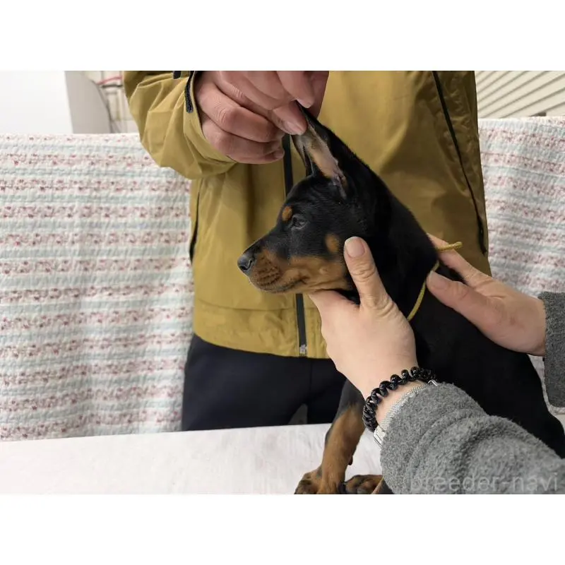 販売中の大阪府のドーベルマン-455618の3枚目