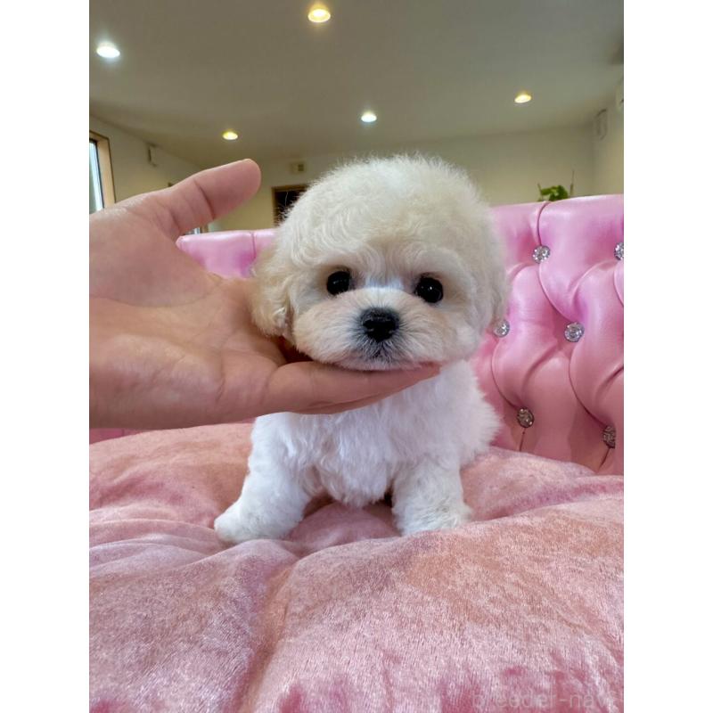 販売中の茨城県のビションフリーゼ-455620の7枚目