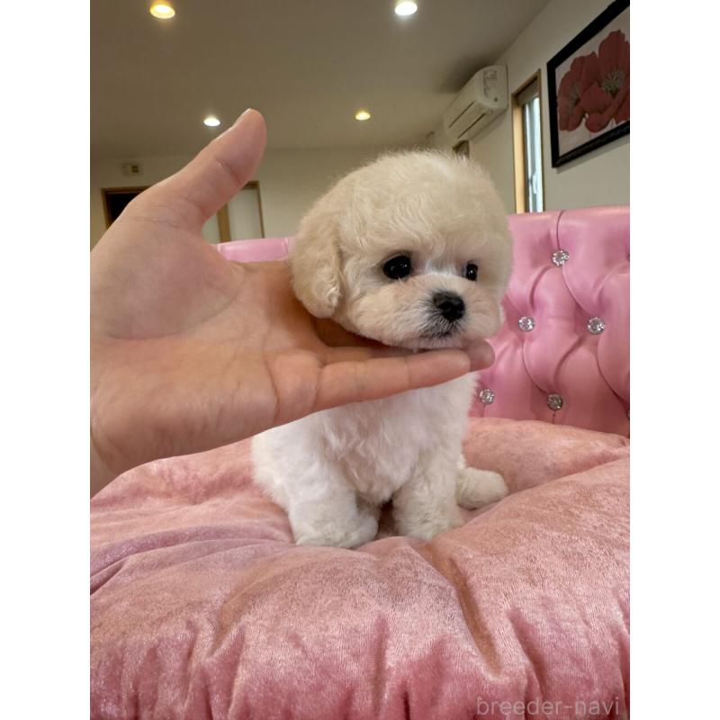 販売中の茨城県のビションフリーゼ-455620の6枚目